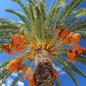 Saudi Arabia's date palm production is expected to increase