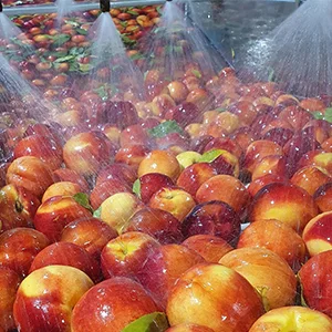 New Australian white nectarine brand enters China