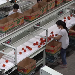 How to improve the quality of fruit by sorting