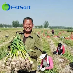 How to sort lots of garlic quickly