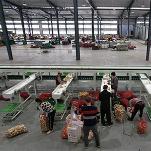 Potato sorting could be more efficient