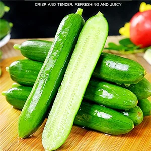 Cuke Sorting and Packing Machine-Are You Looking For