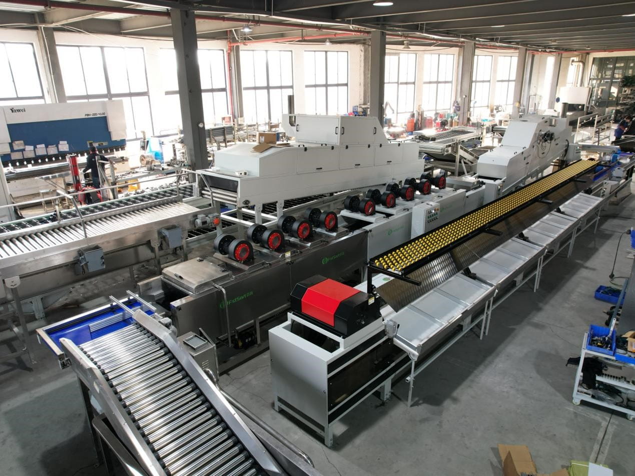 avocado machines， avocado processing line，avocado sorting grading line, avocado washing waxing drying sorting machine ,fruit processing euqipment