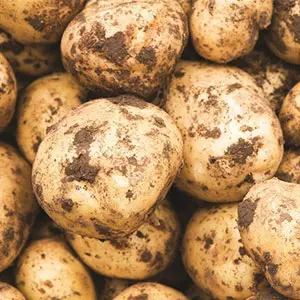 Potato cleaning sorting line
