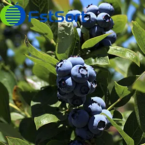 Chile's fresh blueberry exports decrease in 2022