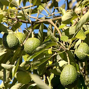 Vietnam Avocado Market