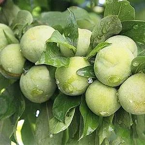 Una máquina clasificadora de ciruela pequeña