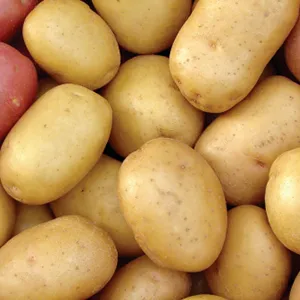 Seed Potatoes Sorting Machine