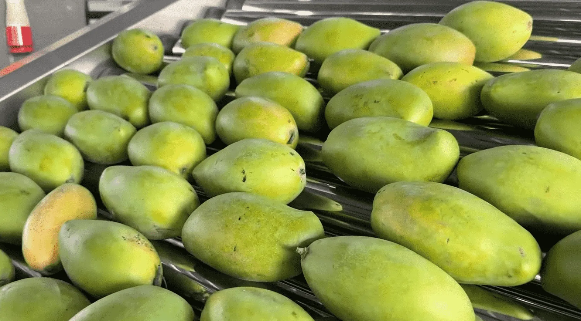 Fstsort Fruit Grading Solutions: Capture the Mango Season Opportunity