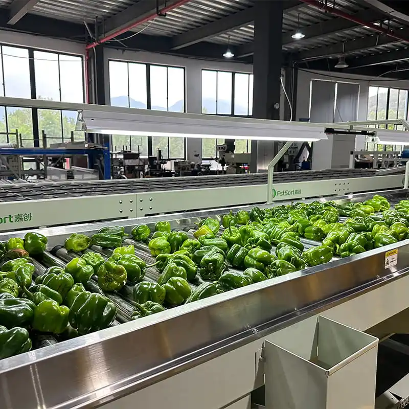 Las clasificadoras de pimientos morrones tienen una fuerte demanda en México