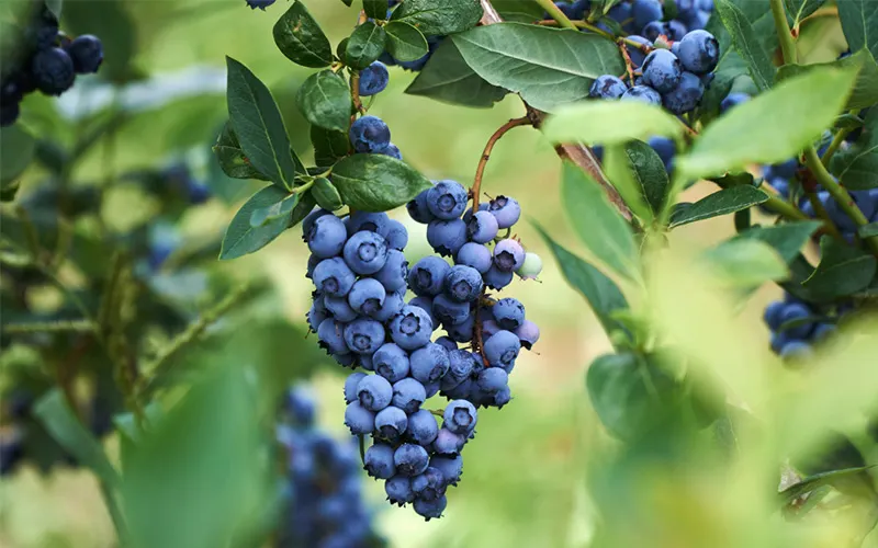 Zimbabwean blueberries target the Chinese market and strive for an export target of 30,000 tons