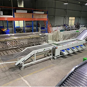 la temporada de azufaifa, la máquina clasificadora de azufaifa