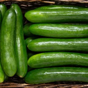 FstSort Optical Grader: Your Cucumbers’ Best Friend!