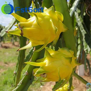 Yellow Dragon Fruit
