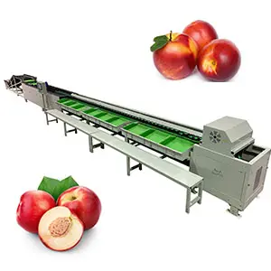 Processing and sorting line for Nectarine