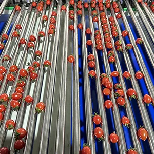 Máquina clasificadora de tomate uva--Lograr un pequeño rango de ajuste de diámetro