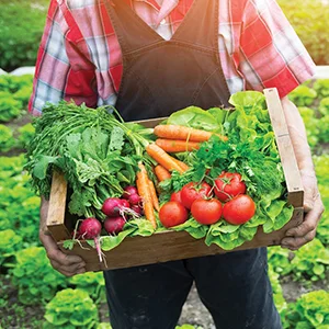 Under the 2020 pandemic, the United States sold $8.5 billion in organic produce