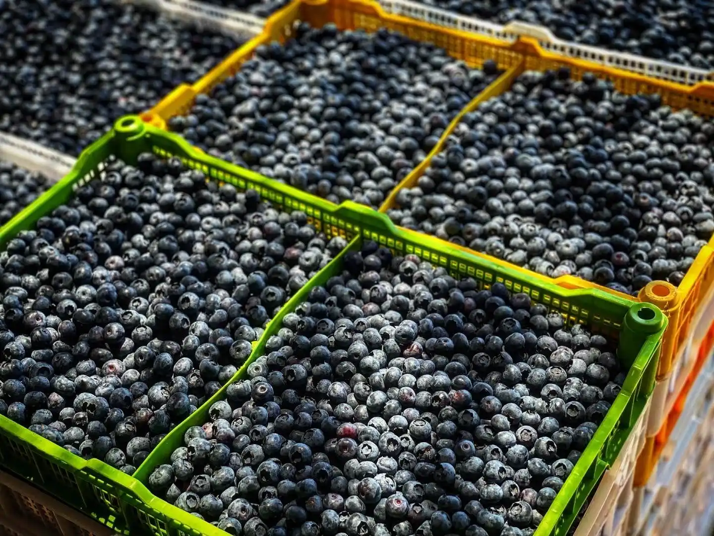 Current status of blueberry market