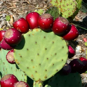 Stop leaving profit on the field. Smart sorting technology maximizes the value of every prickly pear