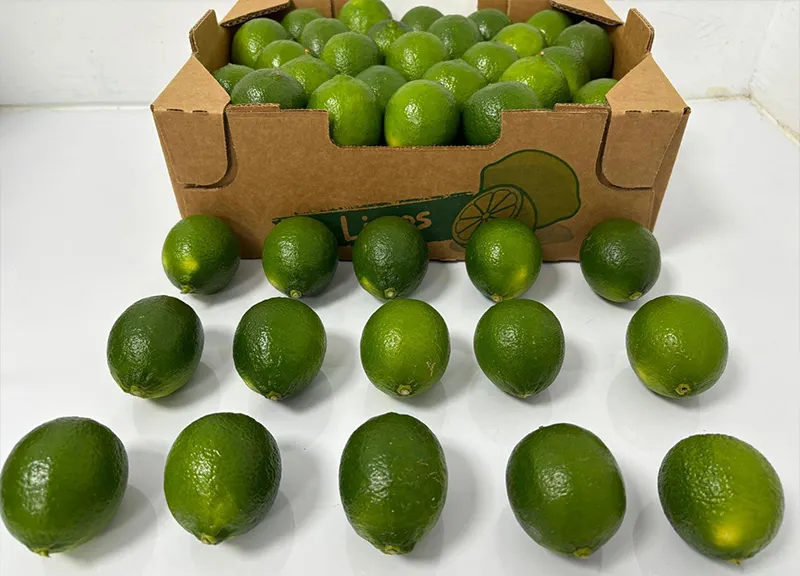 How should the harvested limes be processed
