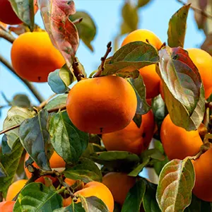 How to effectively sort Fuyu persimmons