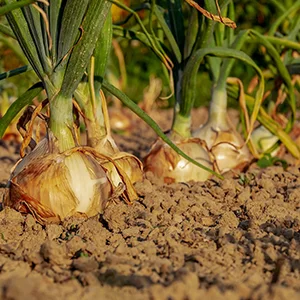 New Zealand resumes onion exports to Indonesia