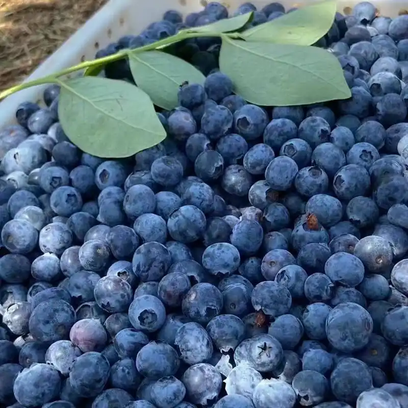 Blueberry season is coming