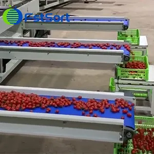 Fstsort Box Weighing Packing System