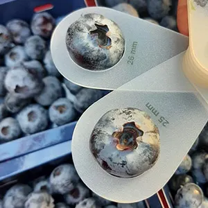 How to quickly sort the size of blueberries