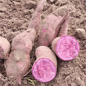 Solución de clasificación de batata argentina