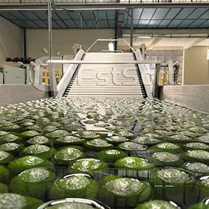 Successful Export of FstSort Avocado Sorting Line to Russia