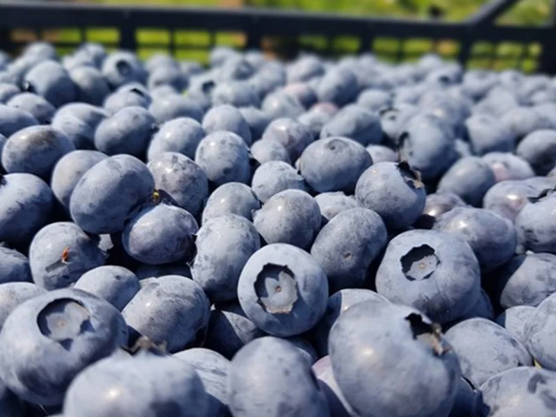 Fuerte crecimiento del arándano en Serbia
