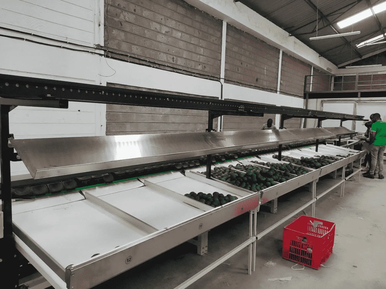 Las máquinas aumentan el valor comercial de los aguacates