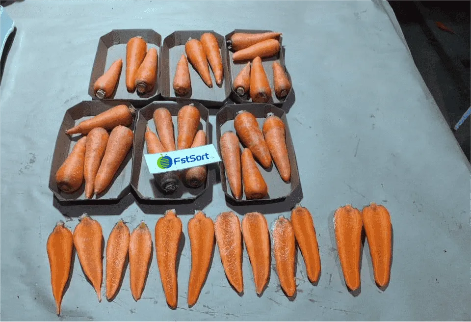 Carrot Washing Drying and Sorting Machine