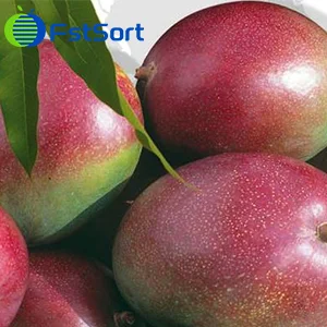 How Senegalese mango producers are preparing for export