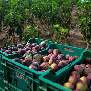 Weight sorting solution for Brazilian figs