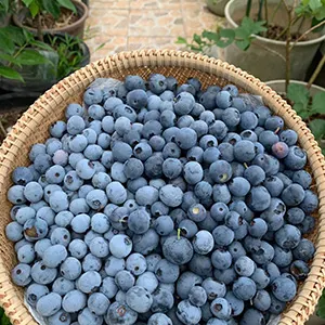 Blueberry sorting solution