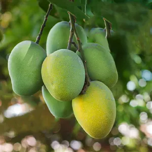 La línea de esterilización de mangos de FstSort inicia operaciones con éxito; su tecnología innovadora atrae clientes de diversos países.