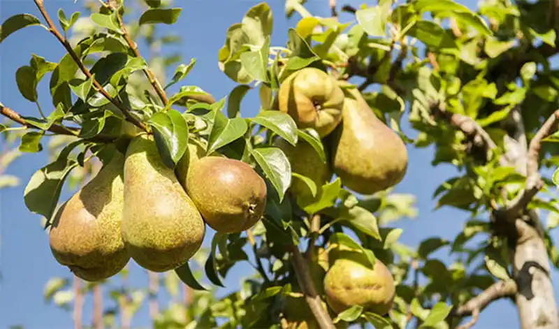 How to Gently Sorting Pears
