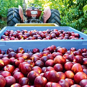 Nectarine classifier enhances the quality of Australian nectarine
