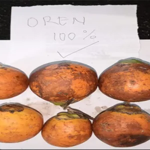 Size Matters in Betel Nut: How Is Indonesia Mastering the Art of Mass Grading?