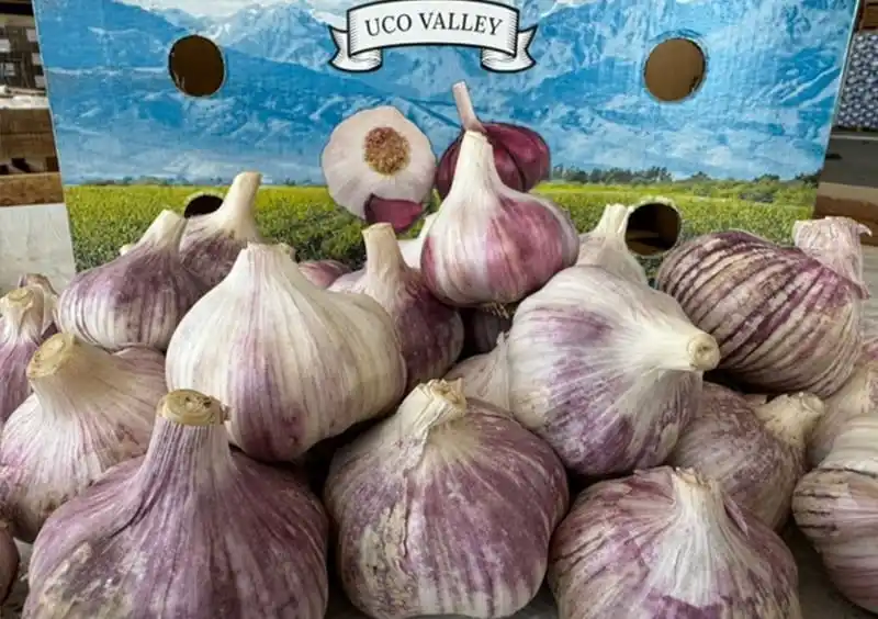 "El ajo argentino busca estabilidad en un mercado global de altos costos e incertidumbre"