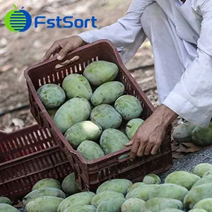 Pakistan's Mango Exports Expected to Reach $277 Million