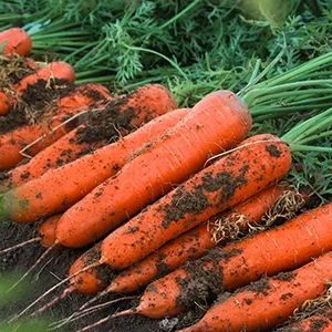 How Does Vietnam Sort And Pack Carrots