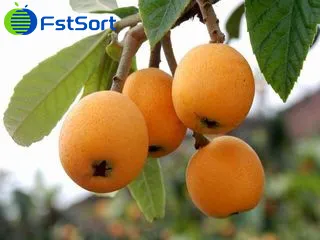 Loquat sorting machine