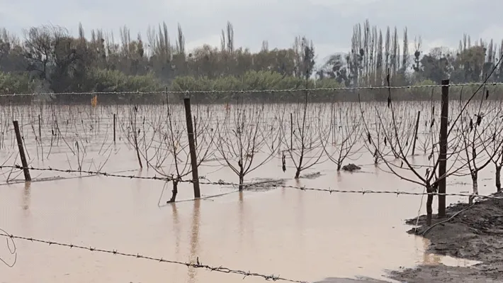 Lluvias torrenciales en Chile provocan inundaciones que afectan huertas en el sur de Chile