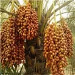 Perfectly designed dates processing line