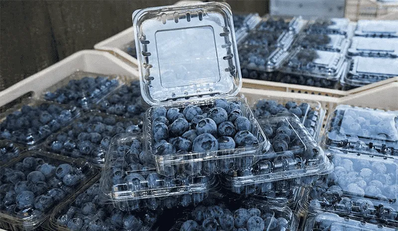 Efficient Blueberry Packaging with Fstsort