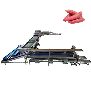 La líena de procesamiento de batata en Luoyang