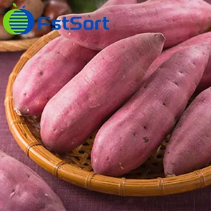 Vietnamese sweet potatoes enter the Chinese market through official channels